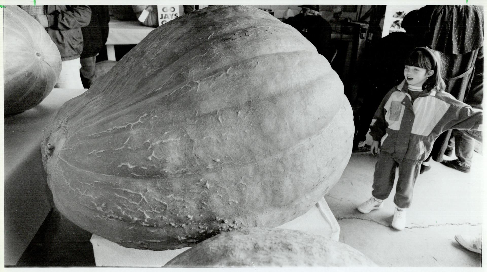 Jack-O'-Lantern in hiding, Five-year-old Ashley Plynn marvels yesterday at a 190-kilogram (420-pound) pumpkin entered in a contest at the Woodbridge Fall Fair to determine the largest of its kind