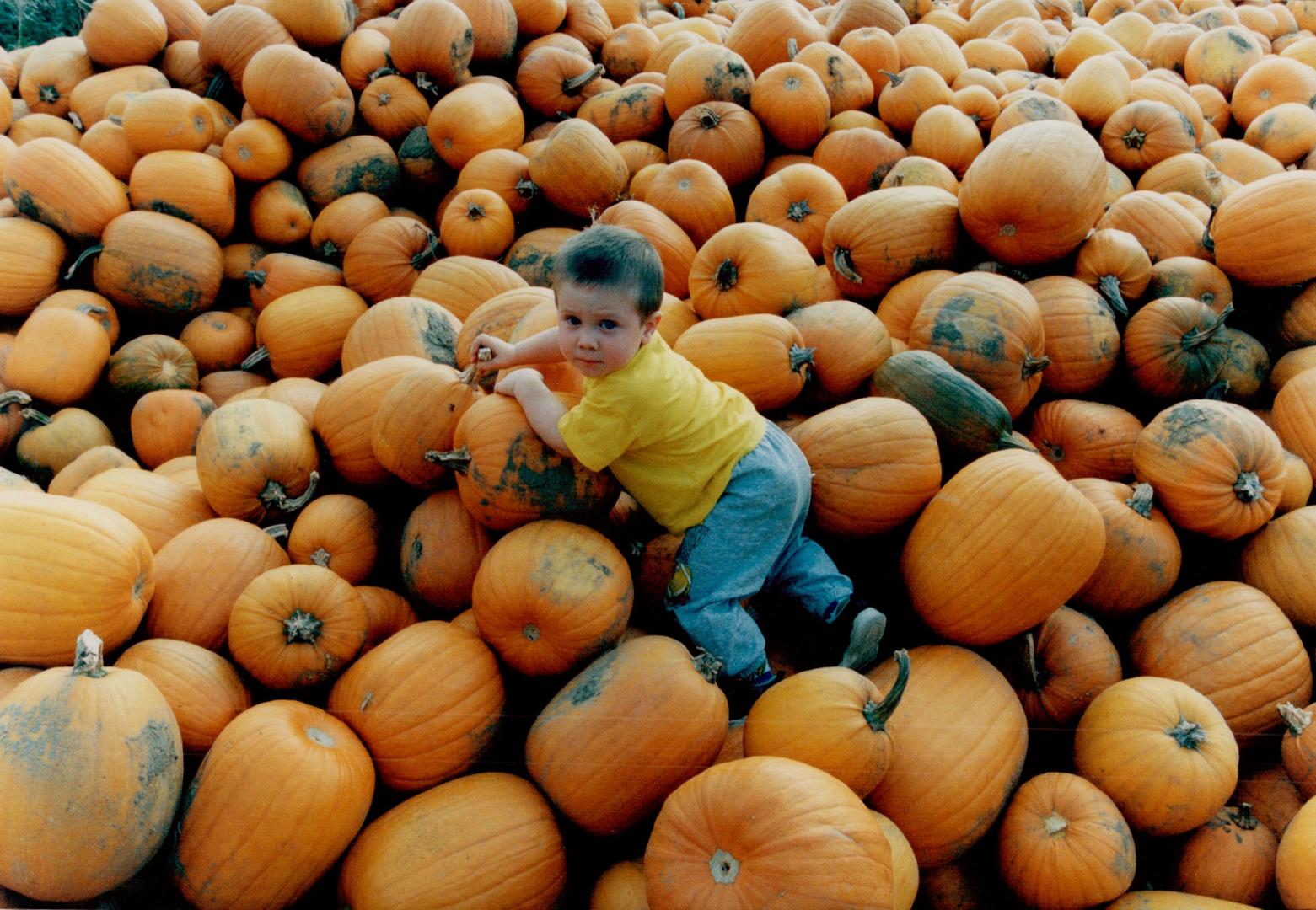 Pumpkins - Bradley Campbell