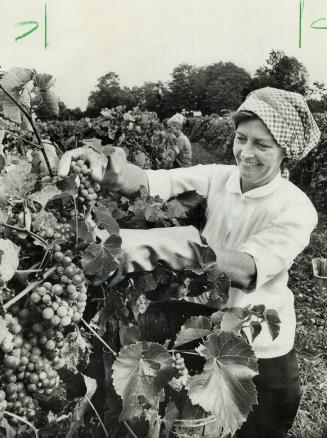 In St. Catharines area, Ontario's grape crop awaits the picking