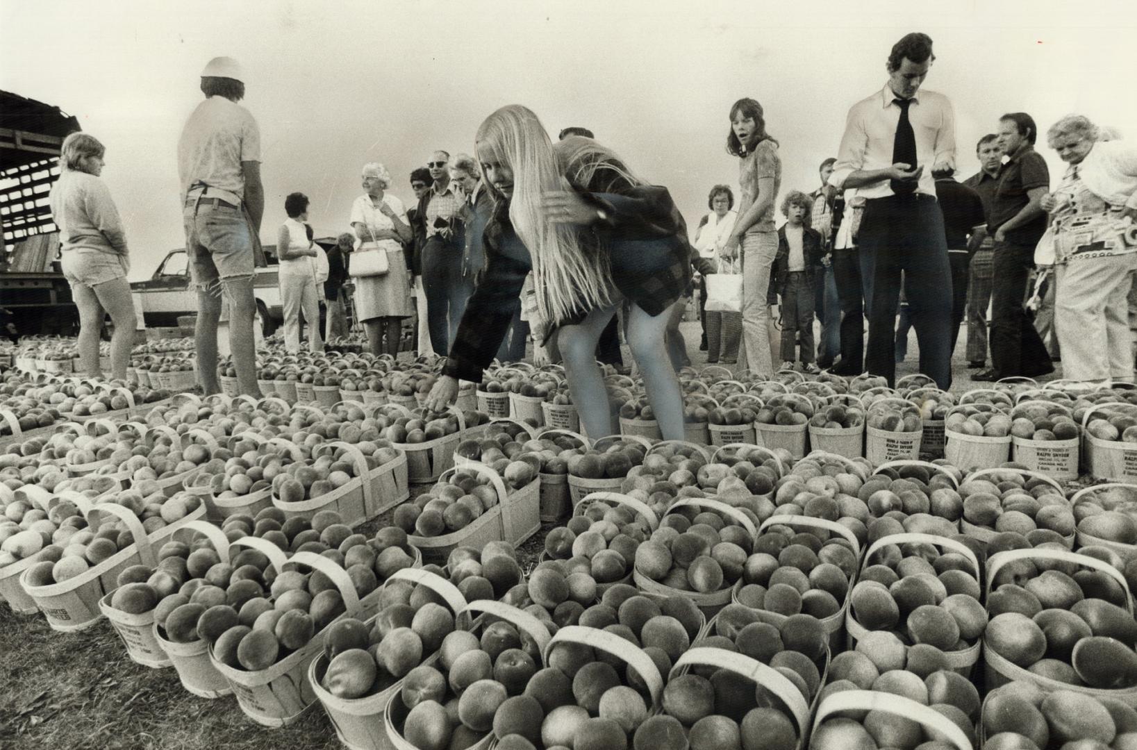 Jackie has a peachy job. Baskets and baskets of fragrant peaches surround Jackie Hageraals, 19, as she works at the Brampton Livestock Exchange on Hig(...)