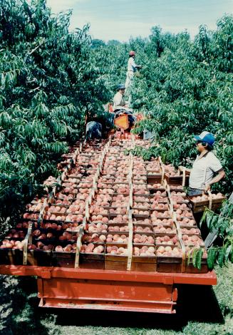 Peachy work: Pickers Dioncio Gonzales (foreground), Domingo Corona and Pedro Mejia (red cap) pick peaches at Cherry Avenue Farms in Vineland