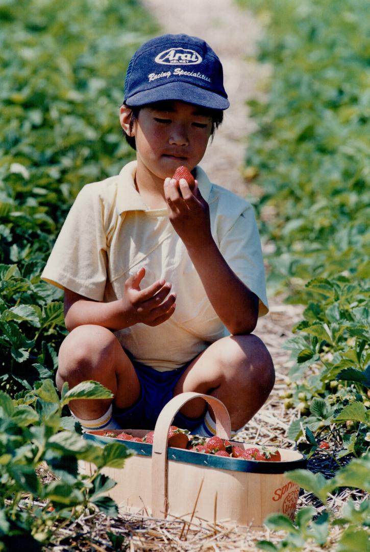 Tasting the fruits of labor, Yuki Shibata, 8, of Mississauga's Burnhampthorpe Public School visited Springridge Farm in Milton recently