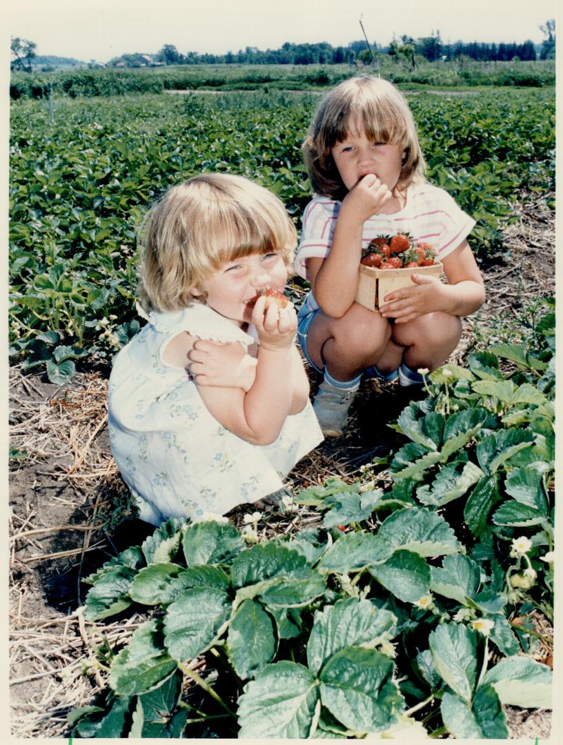 Mmm mmm good!: Andrea Chepak, 3, (left) and Alison Chepak, 5, take a break from their picking to test the juicy stawberries at Bud's Berries pick-you-own farm in Stouffville