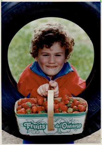 Open season on strawberries, A tire-ed Matthew Wyman holds the fruits of his labor as Ontario's strawberry picking season gets underway this weekend