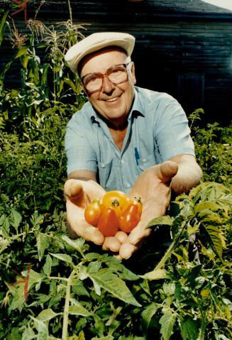 Mellow yellow: Tomatoes are just one of the vegetables that gardeners are turning yellow these days