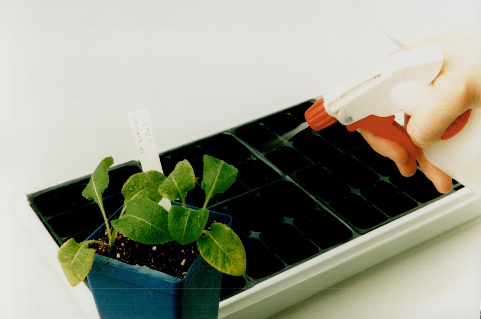 Seeds and Seedlings