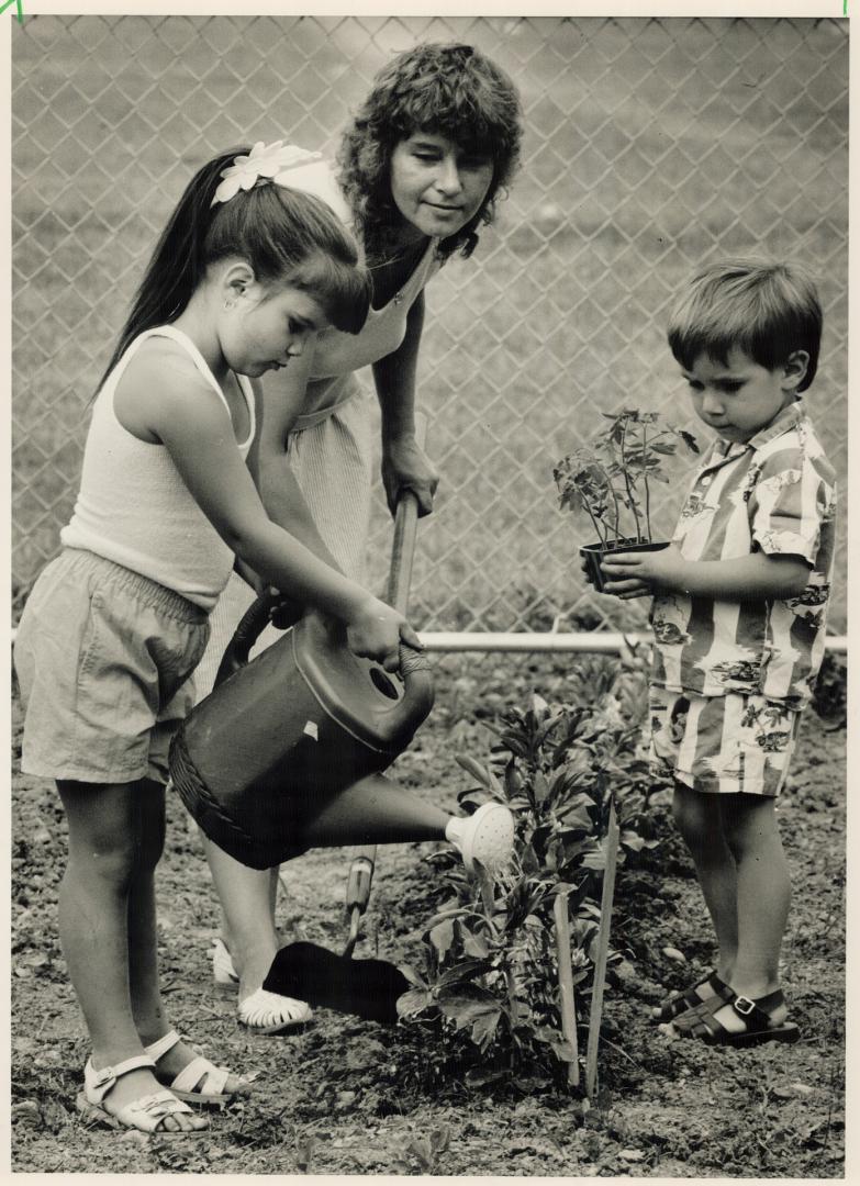 Little sprouts: Angel Burrows and brother Dougie learn a love of gardening as they give Judy Cameron a hand tending her vegetable garden plot