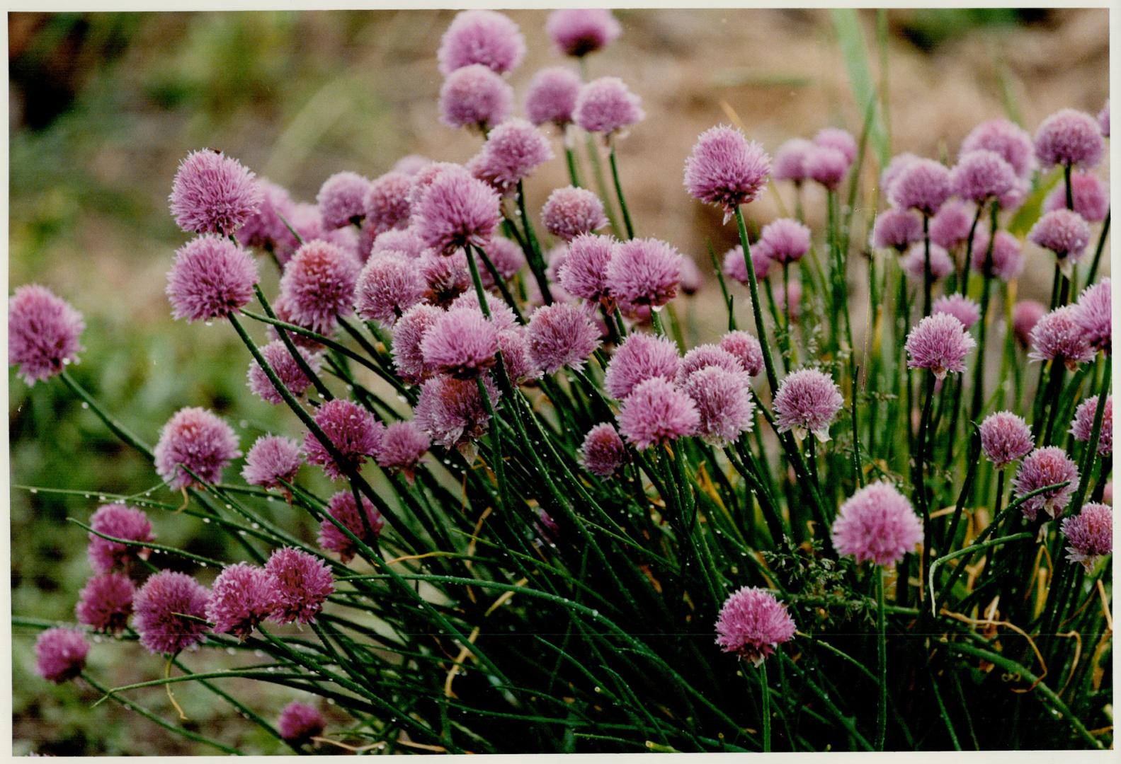 Ornamental Onions