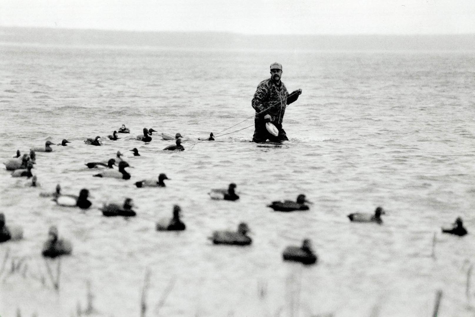 Hunter's deception: Dave Ankney strings decoys in the shallow water