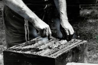 Inside the hive: Bees work as a team to breed and care for the young, collect nectar and pollen, and produce honey