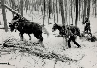 Work force: Brian Coldin and Glenn Grove (driving) are logging at Thornton Bales Conservation Area