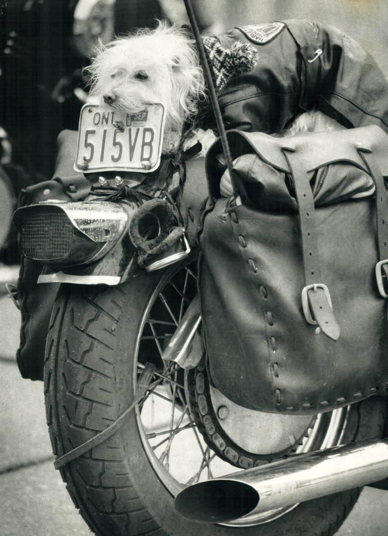 Lazy rider, Miss Honey Long Tongue - her real name - hangs out during yesterday's kick-off for Motorcycle Awareness Month at Nathan Phillips Square, w(...)