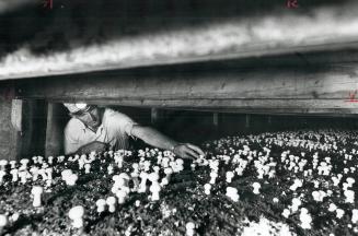 It took 18 years -- but this farm has mushroomed