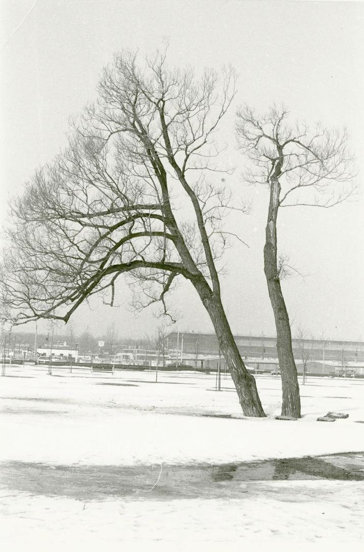 Trees along westerly side of boardwalk facing Greenwood race track, Toronto, Ontario