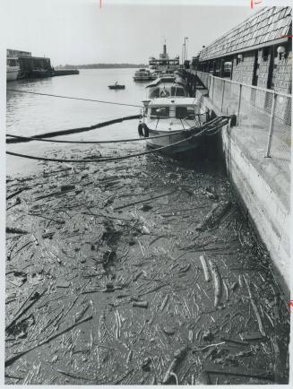 Printer's ink that spilled from an above-ground storage tank at The Star last Friday has seeped into Toronto Harbor