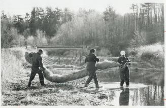 Observers were recruited to don hip waders and place booms across Sixteen Mile Creek during demonstration