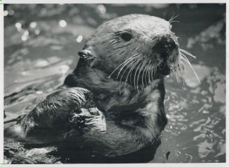 Otter suggestion: Officials hope colony will be left alone