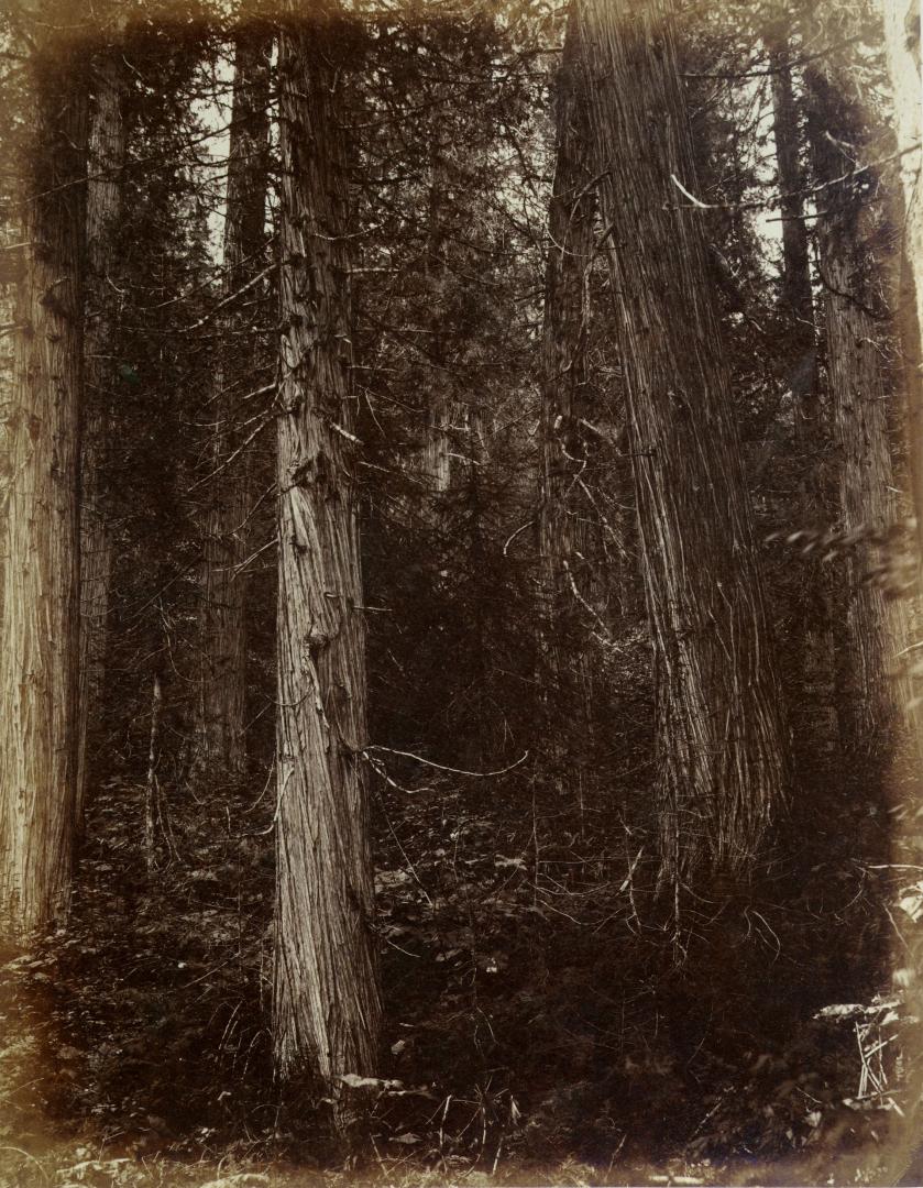 Forest trees on the North Thompson River, 165 miles above Kamloops, B