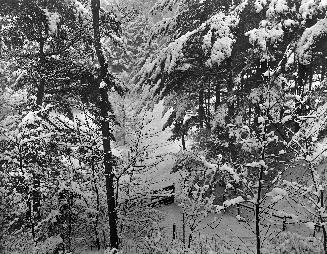 A photograph of trees and bushes in the yard of a house.