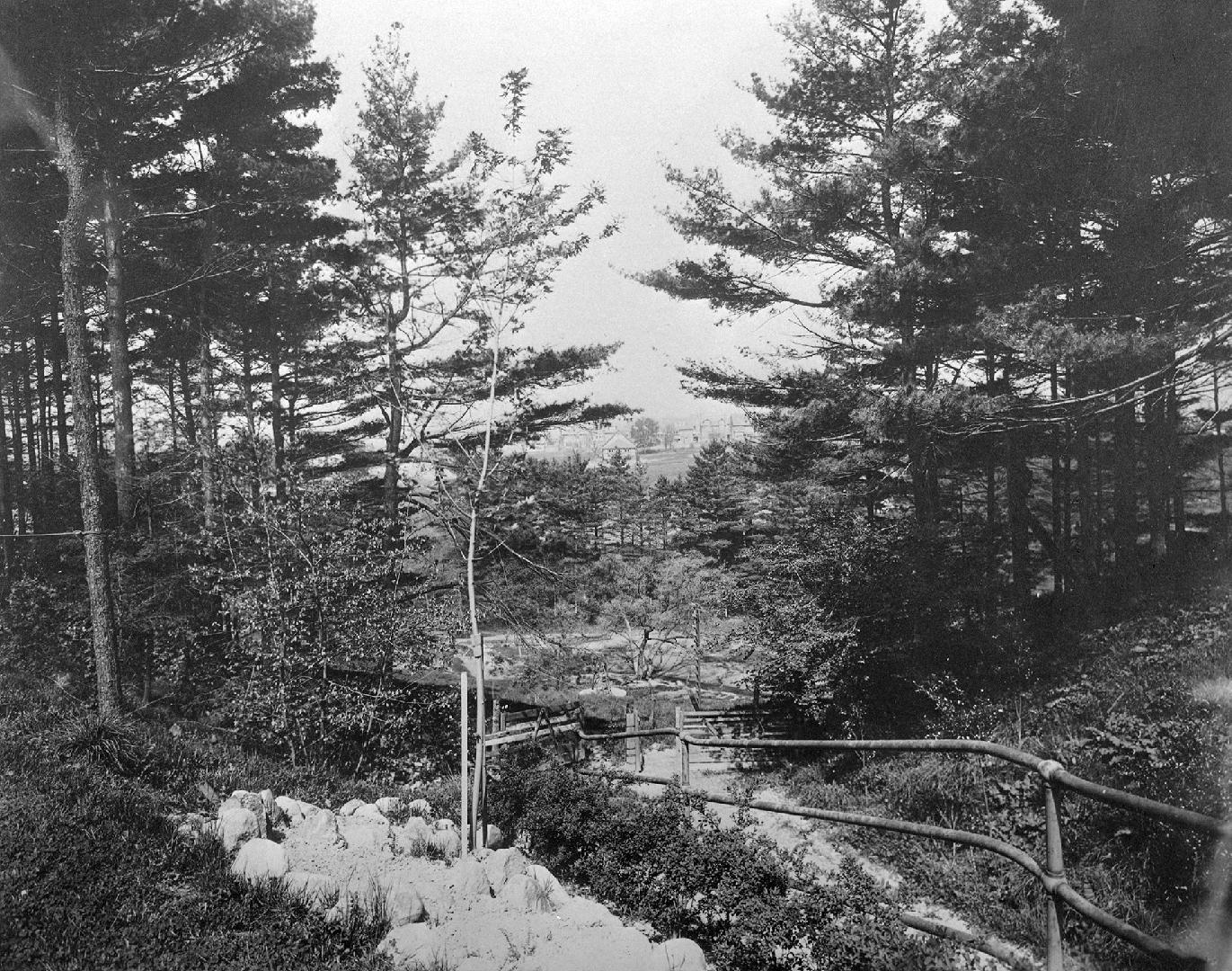 A photograph of a hilly area and some trees.