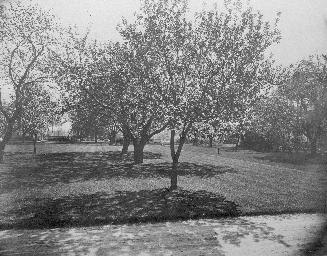 A photograph of the yard of a house.