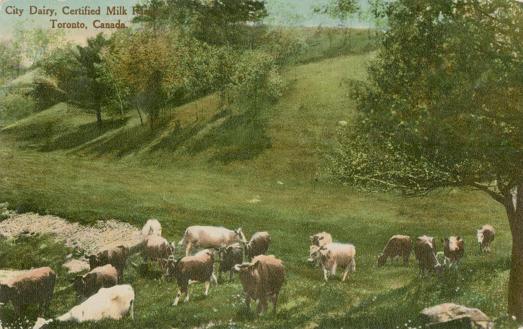 City Dairy, certified milk farm, Toronto, Canada