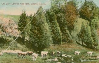 A herd of Jersey cows standing in a river in a grassy valley.