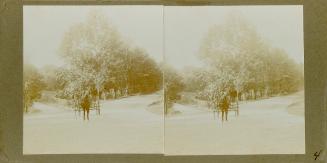 Pictures show a horse and buggy stopped on a path in the road.