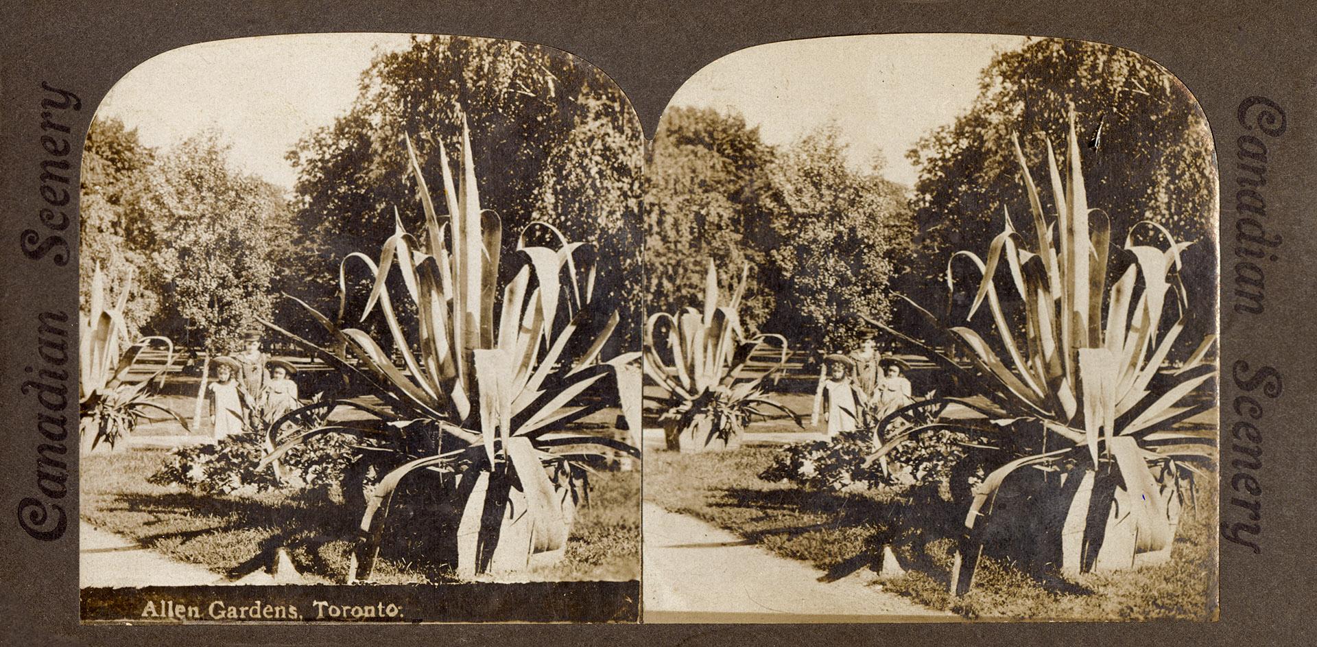 Pictures show three girls next to a huge, tropical plant.