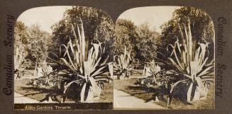 Pictures show three girls next to a huge, tropical plant.