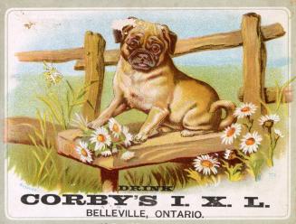 Trade card advertisement depicting an illustration of a pug-like dog sitting on a bench with da…