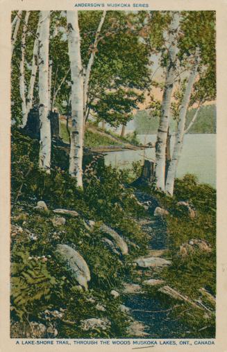 Birch trees growing amid rock and vegetation along a shore line.