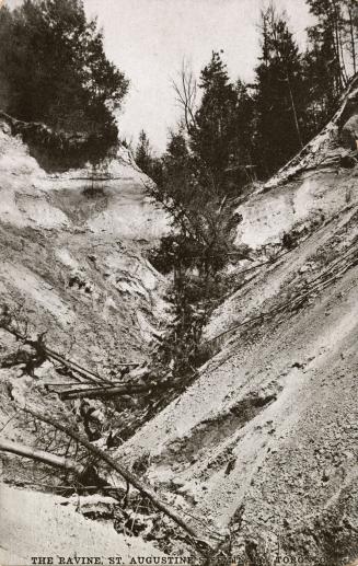 B/W postcard depicting a photo of the ravine near Scarborough Bluffs with caption, "The Ravine,…