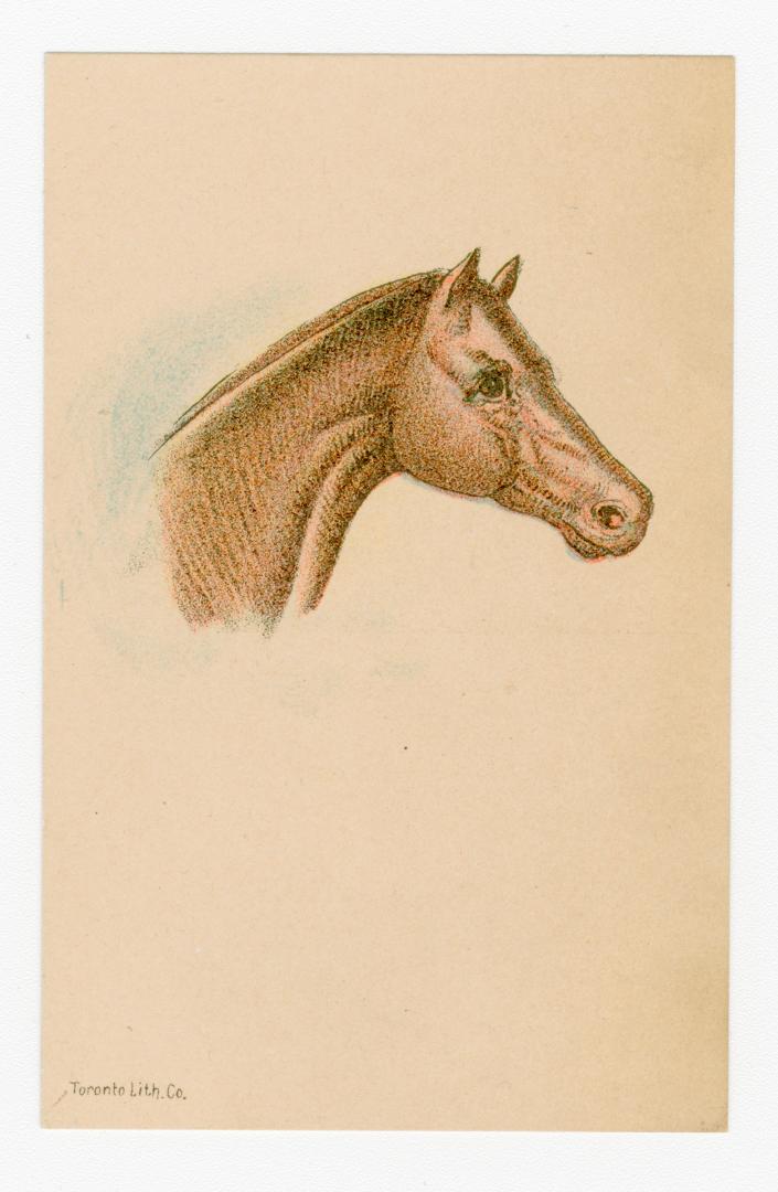 Colour card advertisement. Front of card depicts an illustration of the head of a brown horse f ...