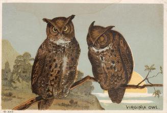 Colour card advertisement. Front of card depicts two owls on a branch, one with eyes closed. Th…