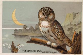 Colour card advertisement. Front of card depicts an owl on a branch, perched over a river. The …