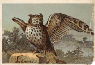  Colour card advertisement. Front of card depicts an owl with wings spread, looking to the left…