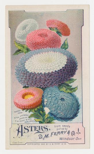 Colour card advertisement depicting an assortment of aster flowers. The back contains text that…