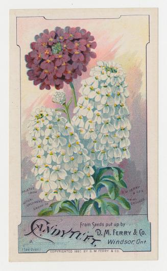 Colour card advertisement depicting an assortment of Candytuft flowers. The back of the card co…